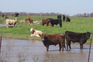 Figure 1. Livestock  in Texas