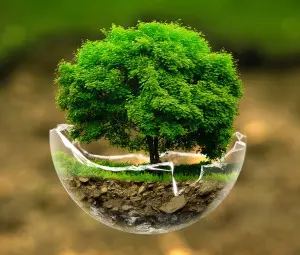 Bonsai-tree-in-a-broken-glass-bowl