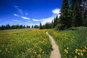 A hiking trail leads through a wildflower meadow