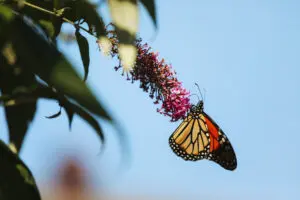 Monarch Butterfly on Buddleia Blossom